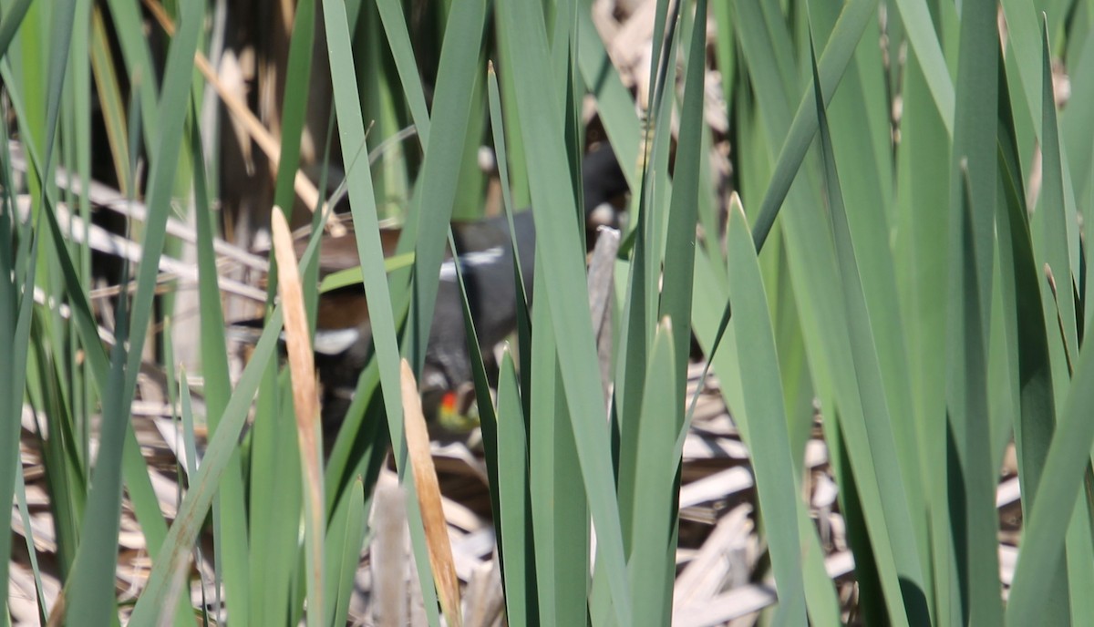 Common Gallinule - ML578431641