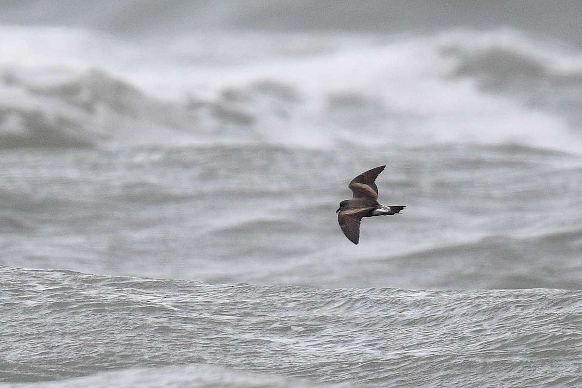 Leach's Storm-Petrel - ML578433211