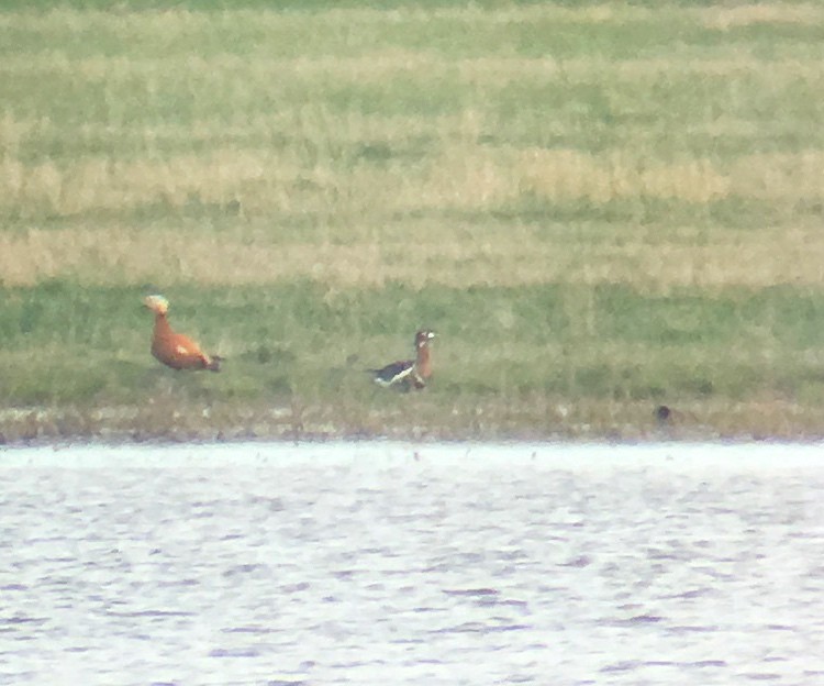 Red-breasted Goose - ML57843331