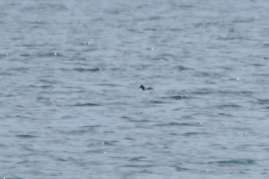 Eared Grebe - Luke Berg