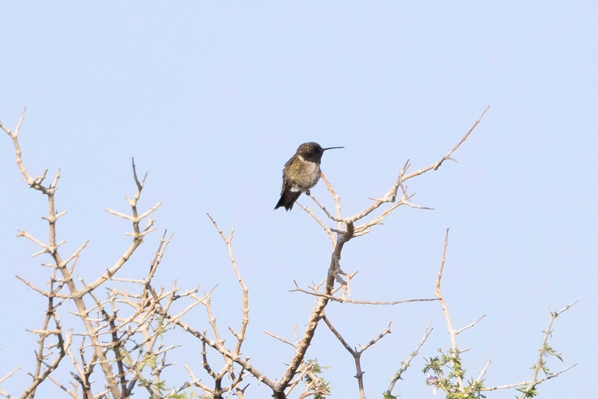 Black-chinned Hummingbird - ML578433521