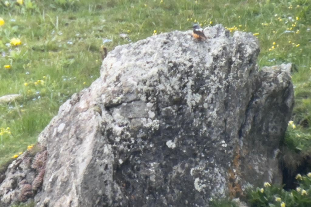 Rufous-tailed Rock-Thrush - ML578433851