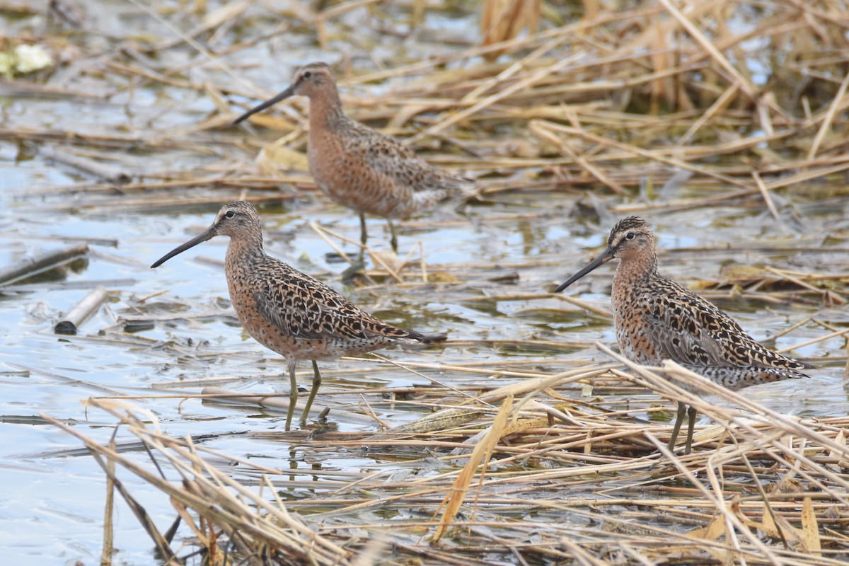 Short-billed Dowitcher - ML578434321