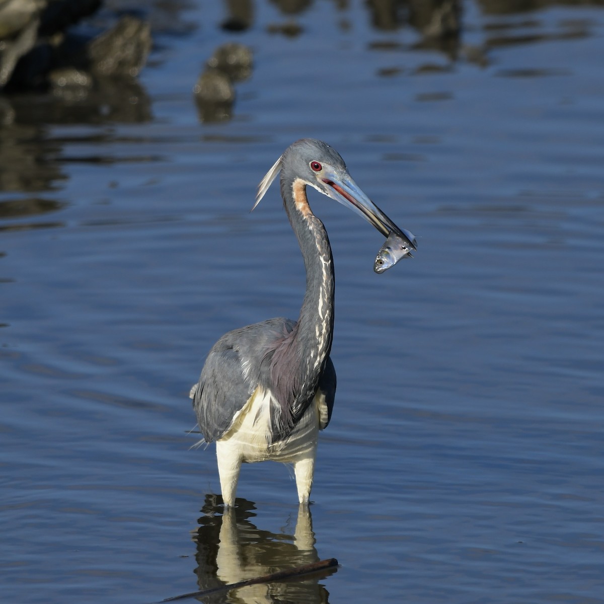 Tricolored Heron - Paul Nielson