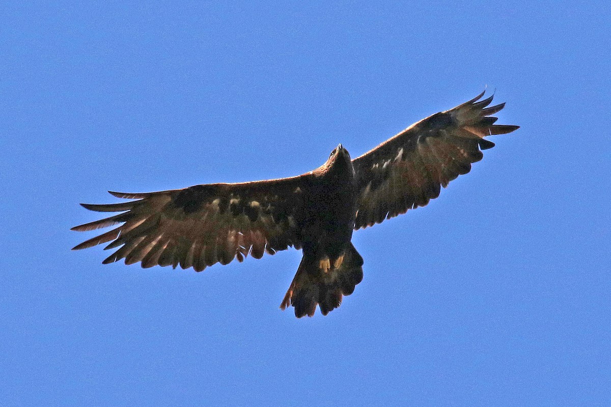 Golden Eagle - ML578434891