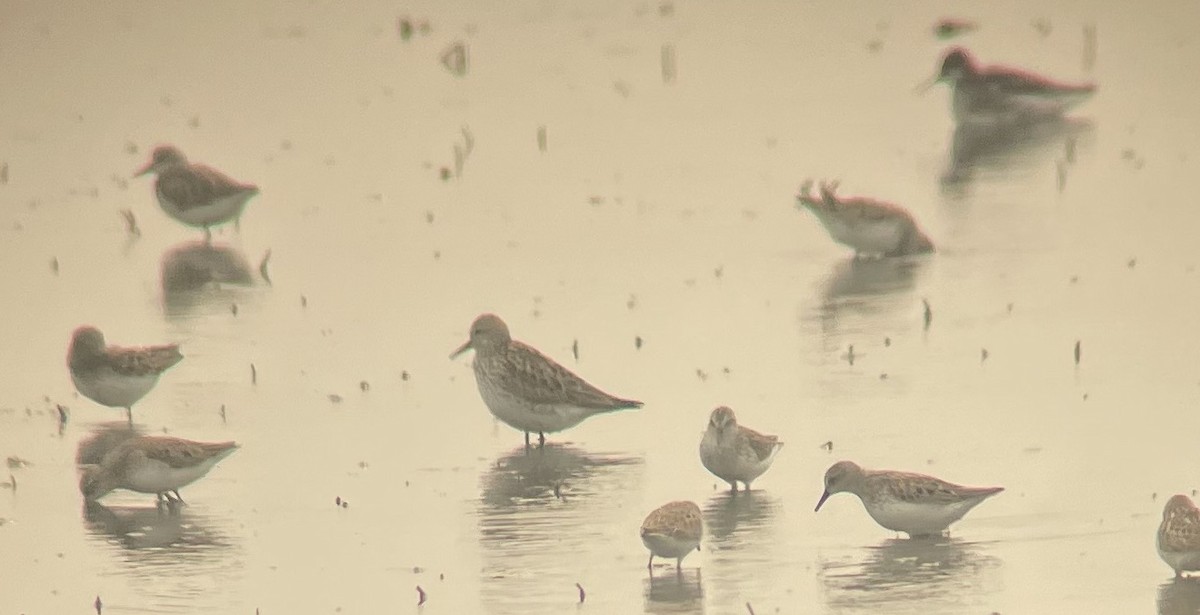 White-rumped Sandpiper - ML578435381