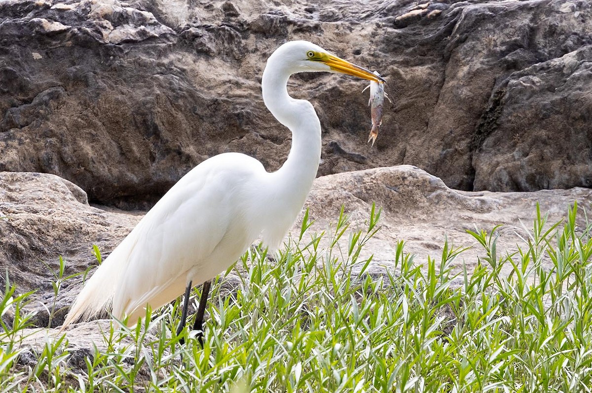 Great Egret - ML578435681