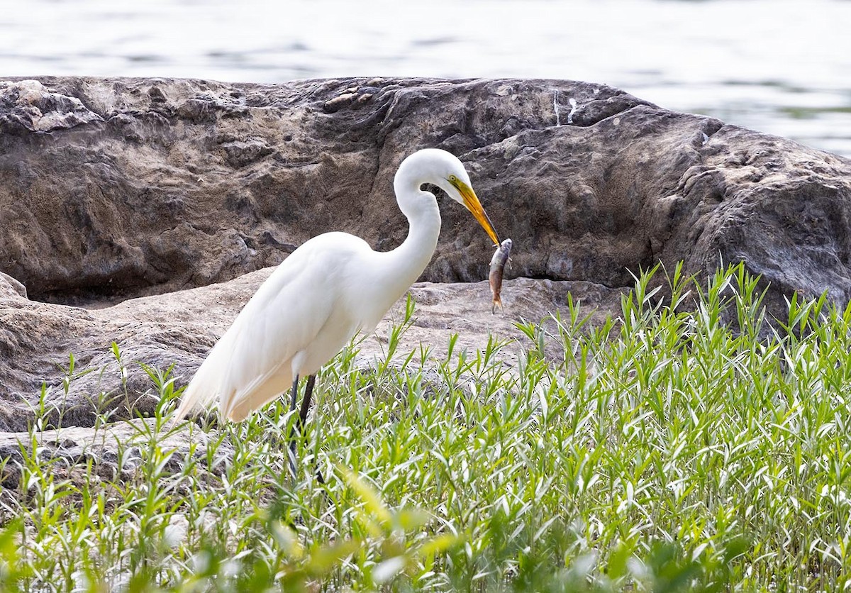 Great Egret - ML578435721