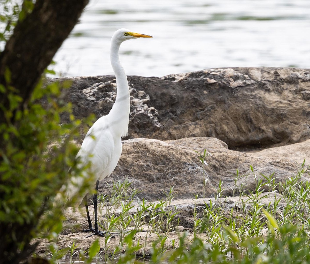 Great Egret - ML578435791