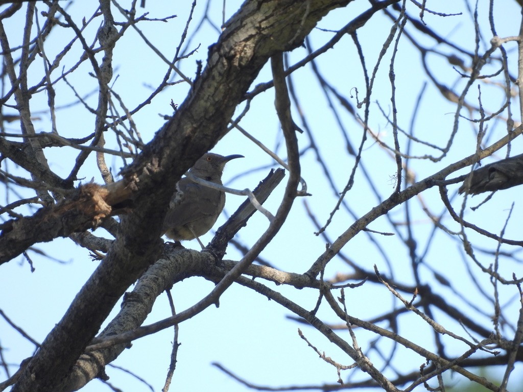 Curve-billed Thrasher - ML578436631