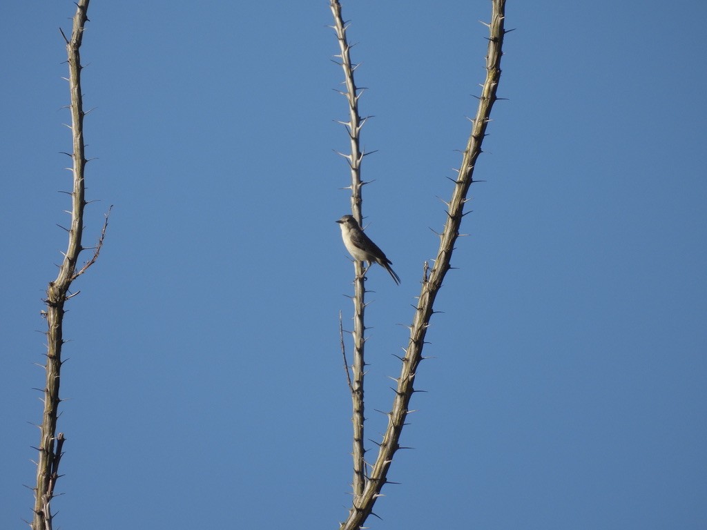 Lucy's Warbler - Beth Bruckheimer