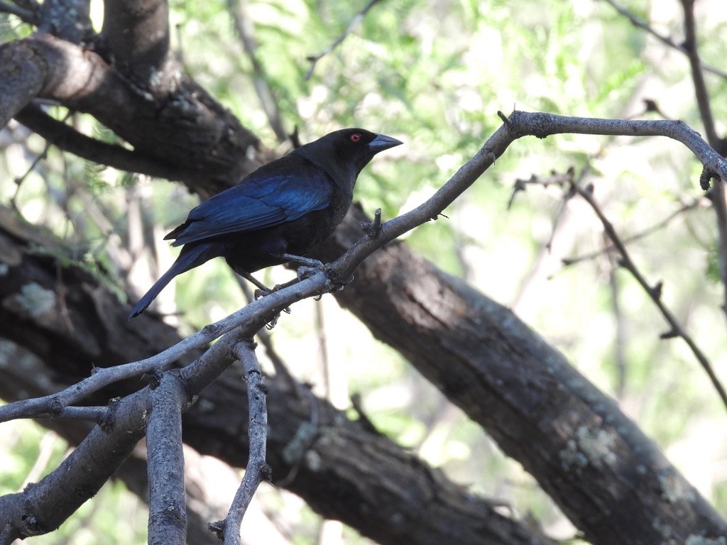 Bronzed Cowbird - Beth Bruckheimer