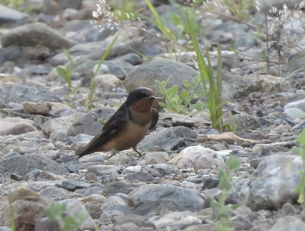 Barn Swallow - ML578436831