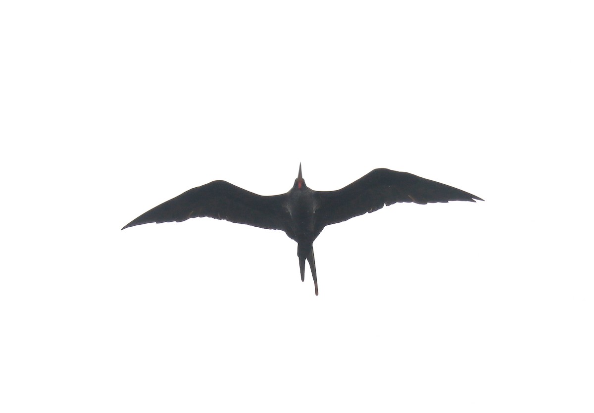Great Frigatebird - ML578436921