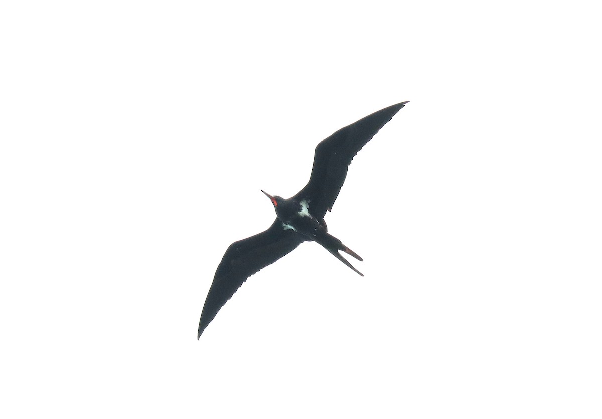 Lesser Frigatebird - Wayne Paes