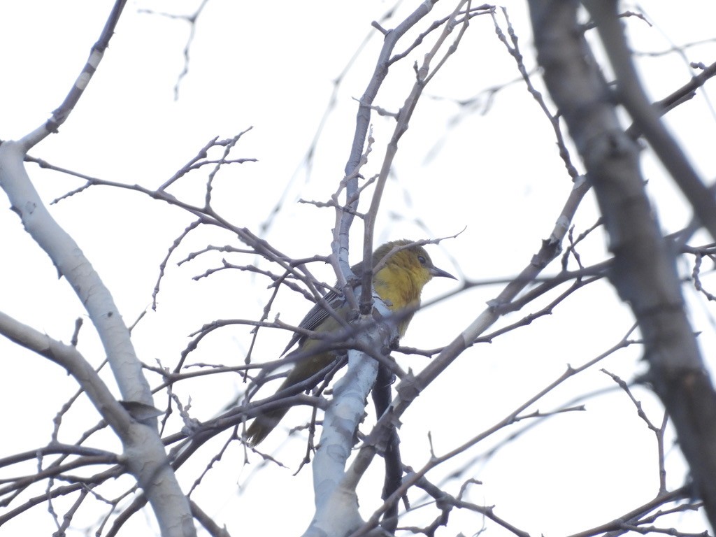 Hooded Oriole - Beth Bruckheimer