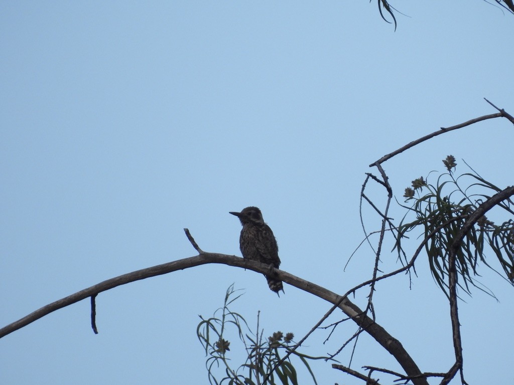 Arizona Woodpecker - Beth Bruckheimer