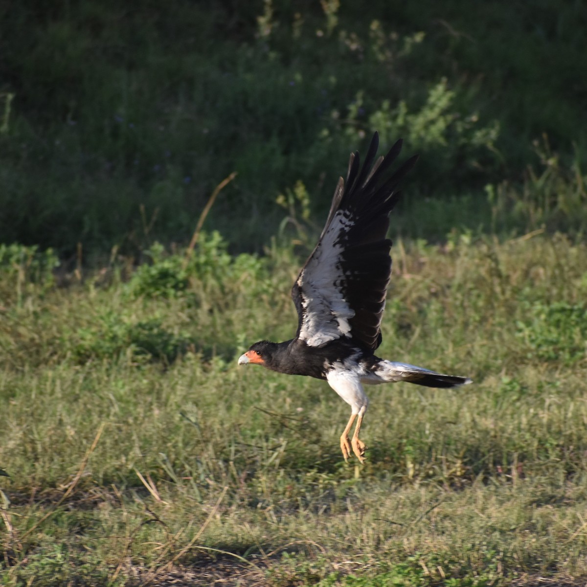 Mountain Caracara - ML578437271