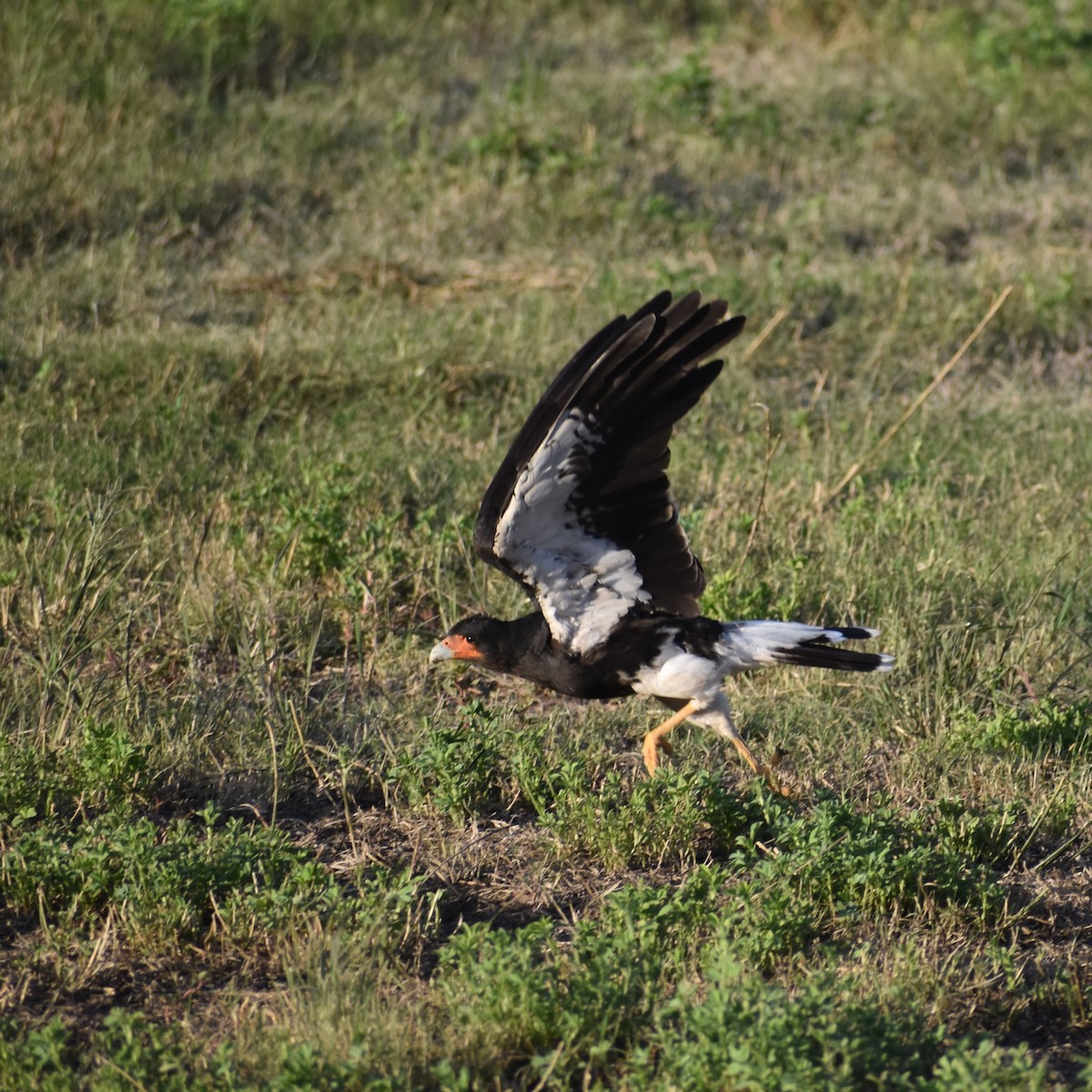 Mountain Caracara - ML578437281