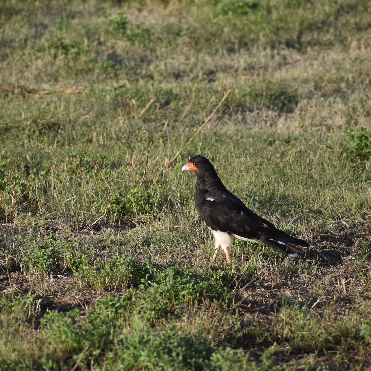 Mountain Caracara - ML578437291