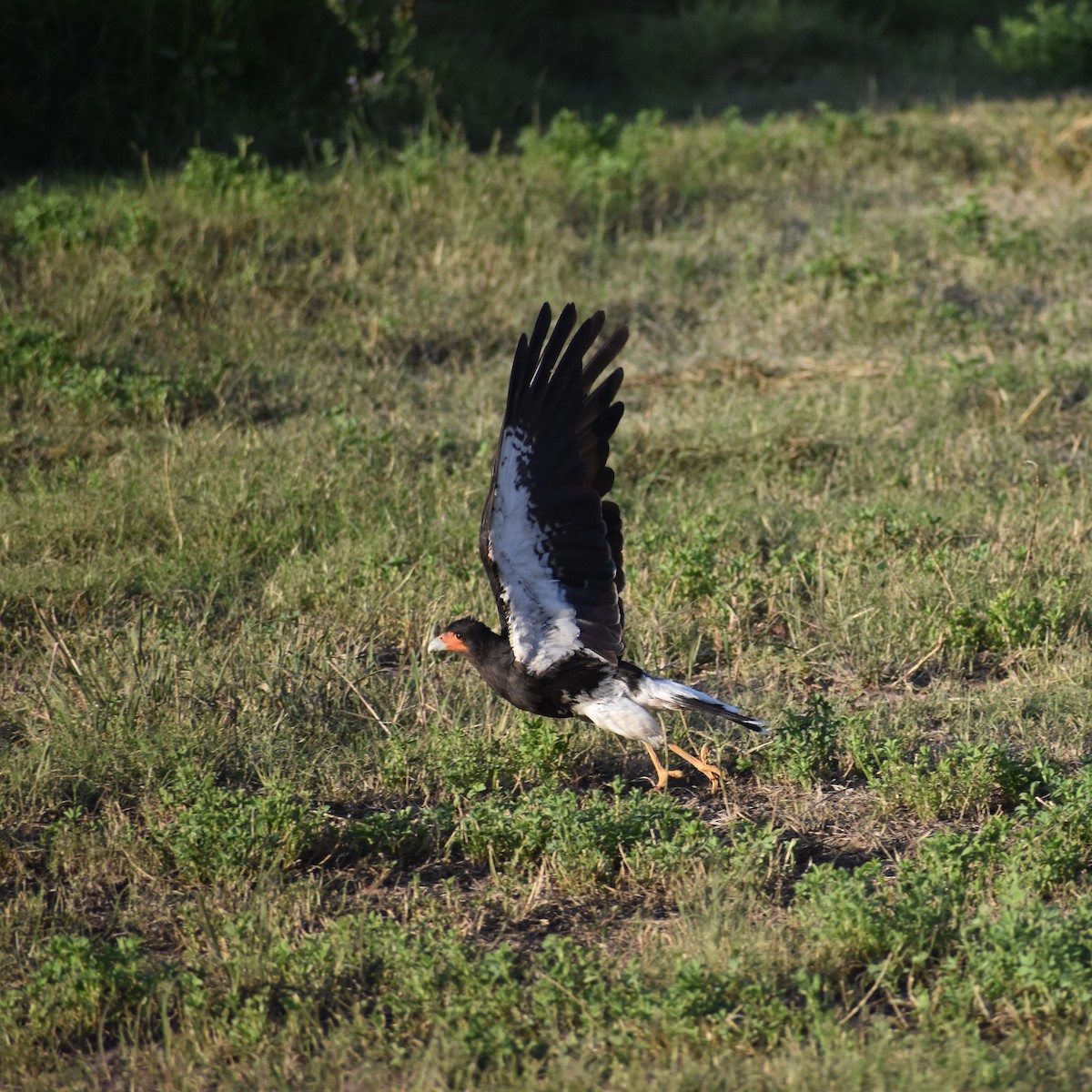 Mountain Caracara - ML578437301