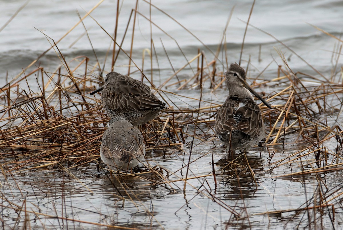 Long-billed Dowitcher - ML578437961