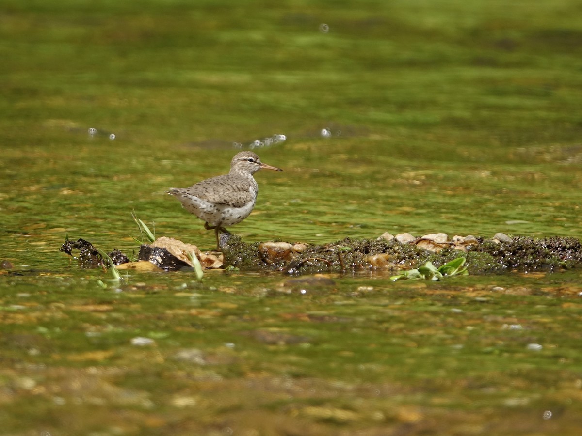 Spotted Sandpiper - ML578438561