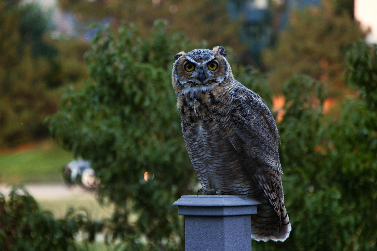 Great Horned Owl - ML578440221