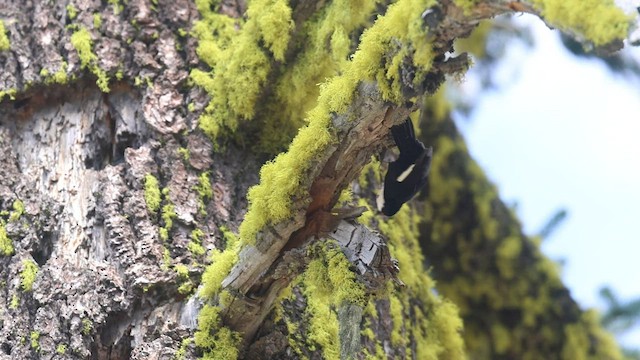 White-headed Woodpecker - ML578440371