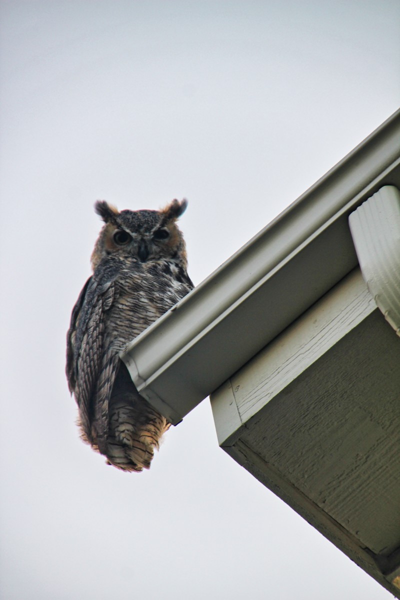 Great Horned Owl - ML578440451