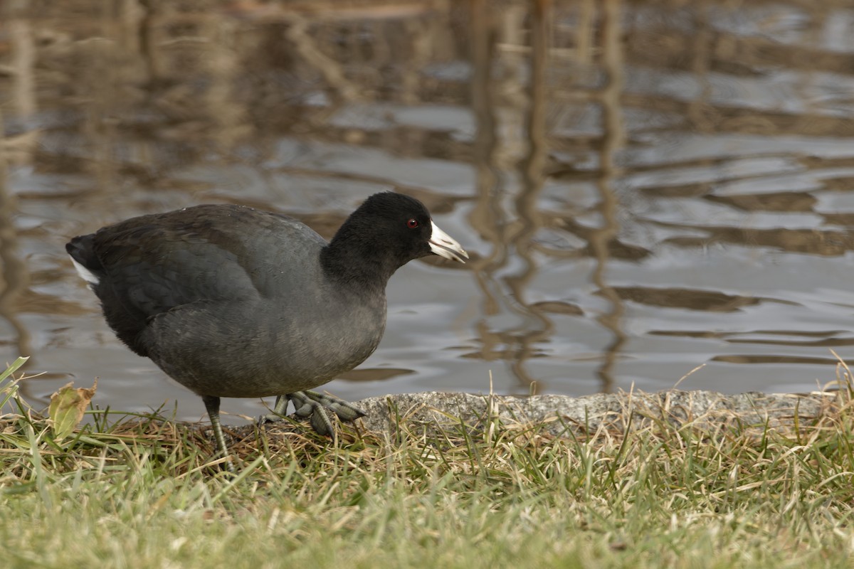 American Coot - Wayne Greene