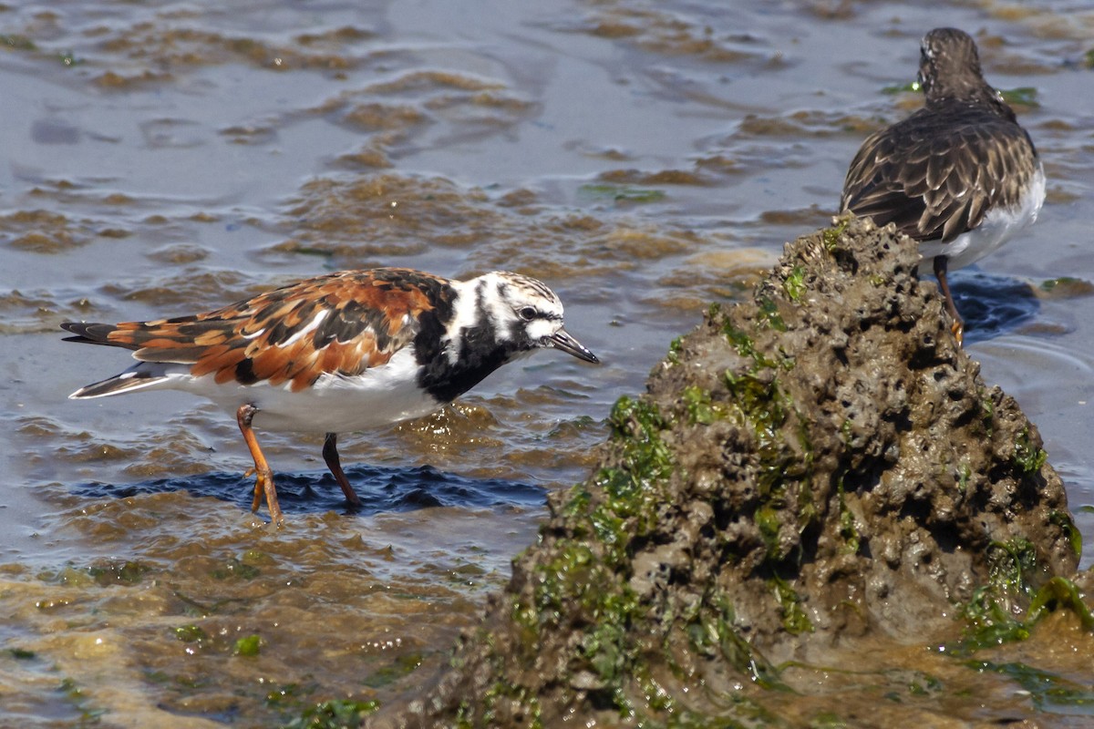 Ruddy Turnstone - ML578441121