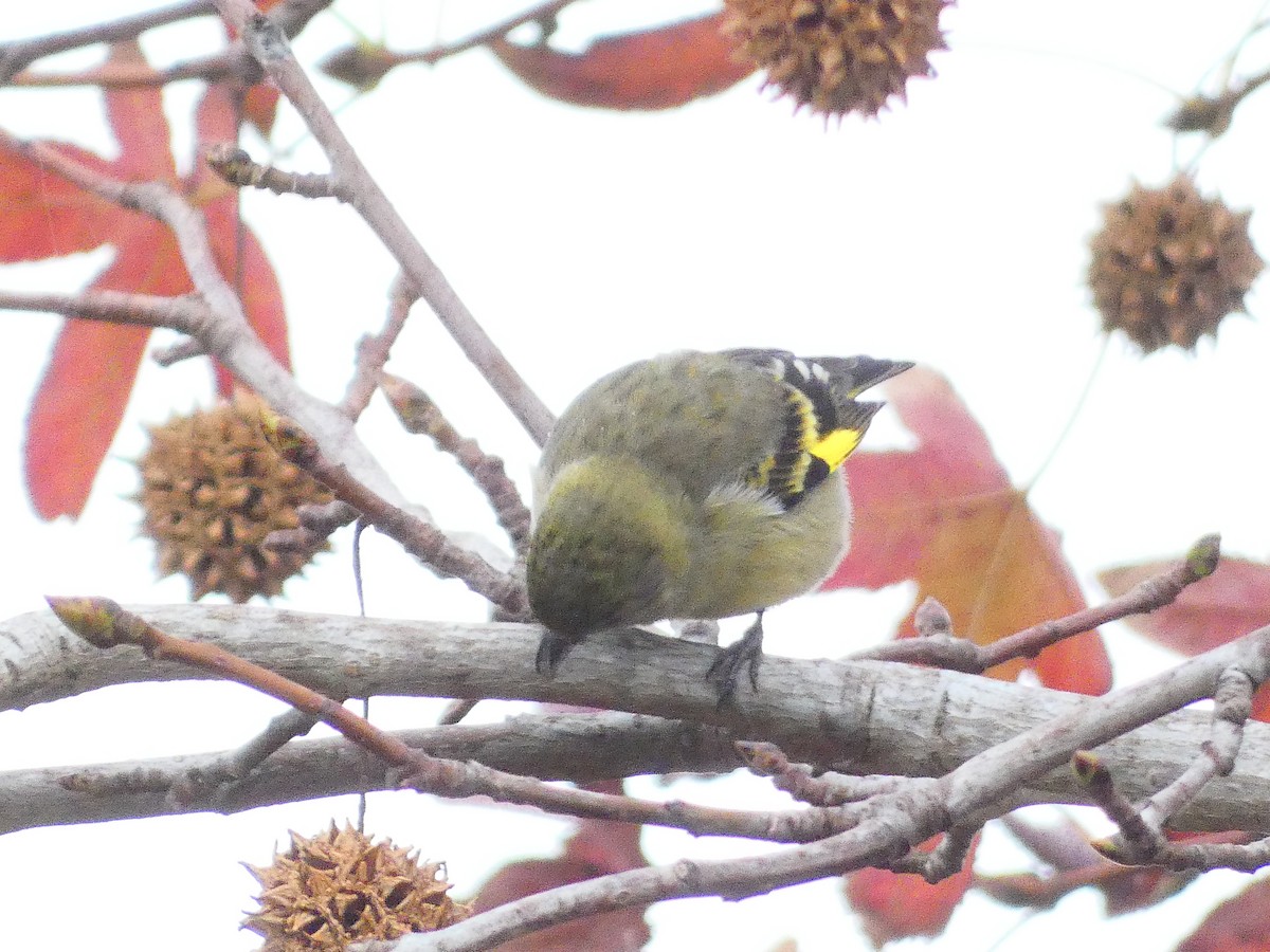 Hooded Siskin - María Moreno