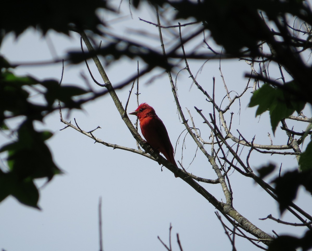 Summer Tanager - ML578441321