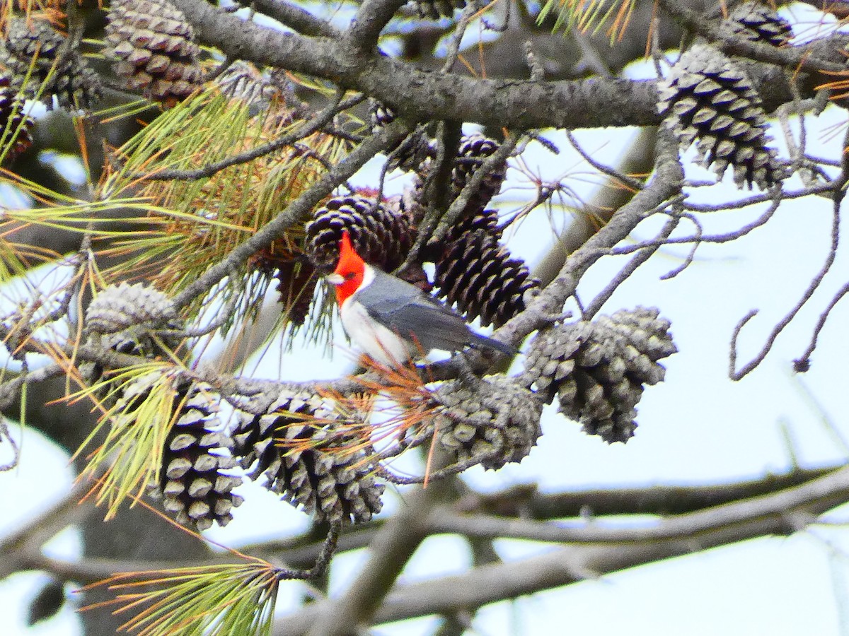 Red-crested Cardinal - ML578441351