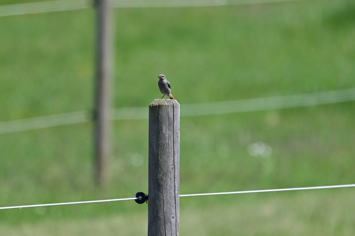 Black Redstart - ML578441391