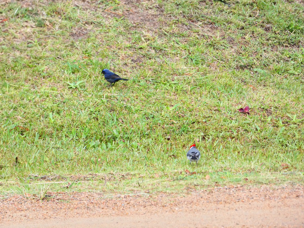 Red-crested Cardinal - ML578441411