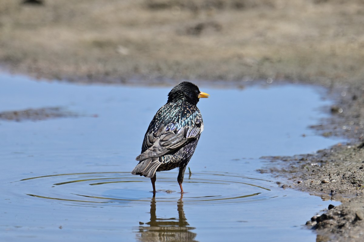 European Starling - Mathias Haffner