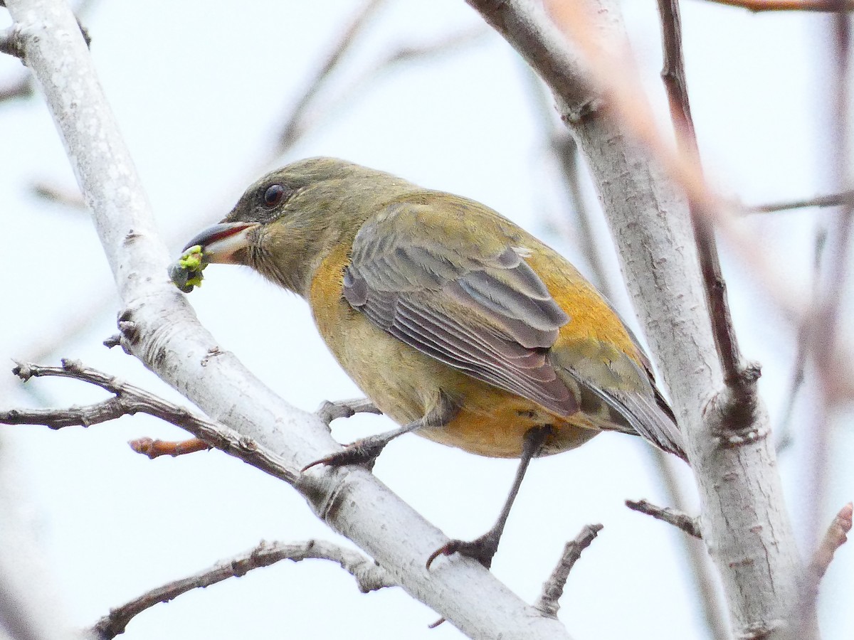 Blue-and-yellow Tanager - ML578441571