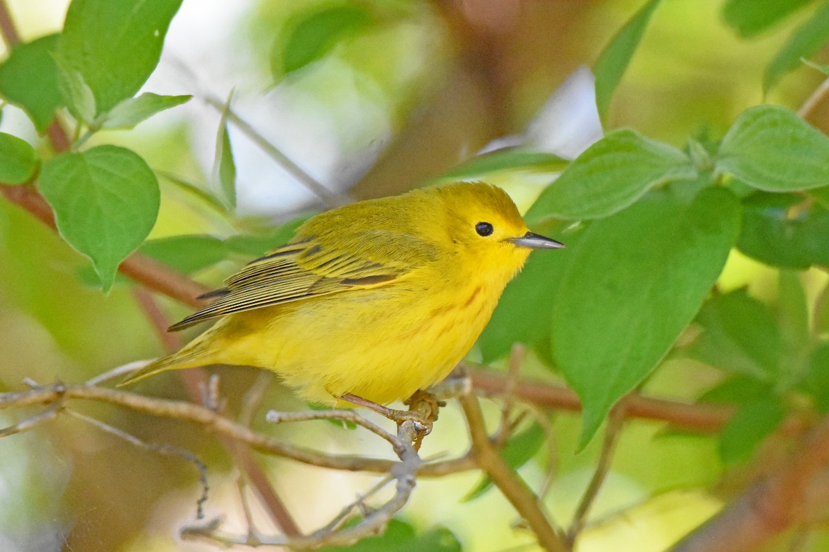 Yellow Warbler - ML578442961