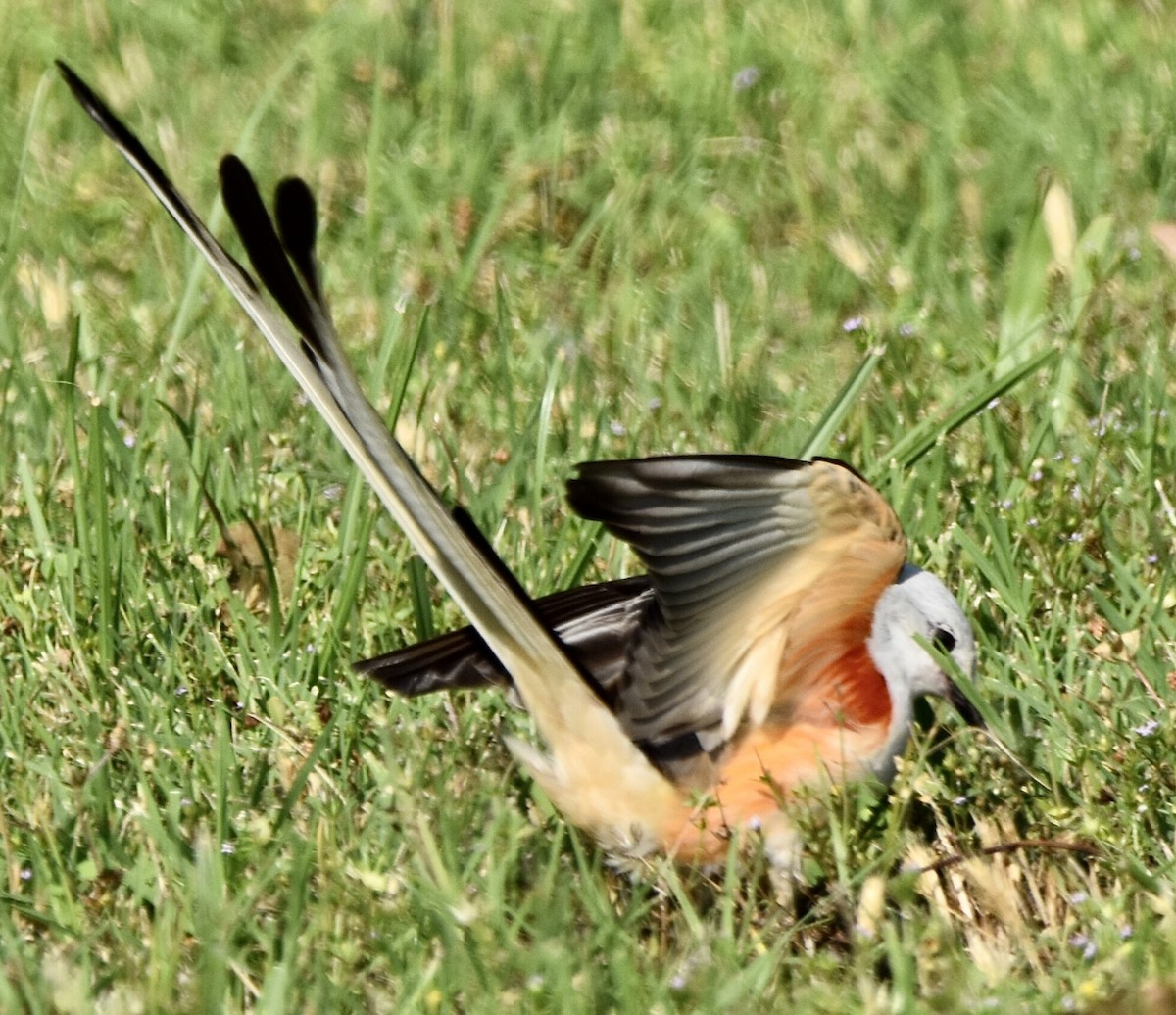 Scissor-tailed Flycatcher - Jason C. Martin