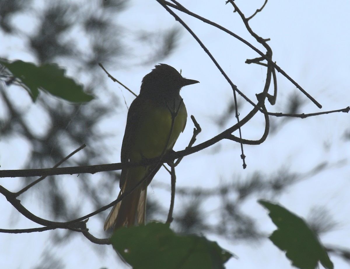 Great Crested Flycatcher - ML578444441