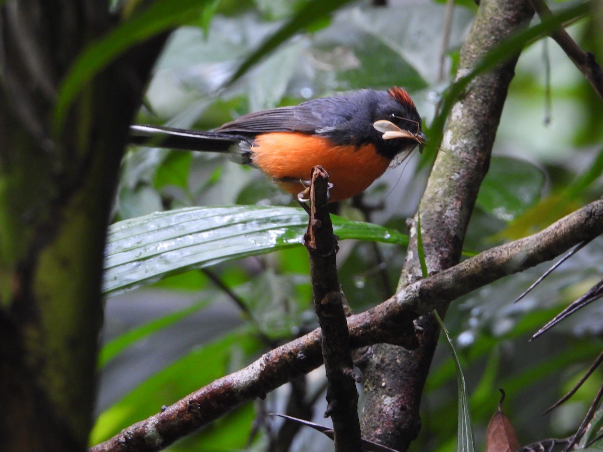 Slate-throated Redstart - ML578446231