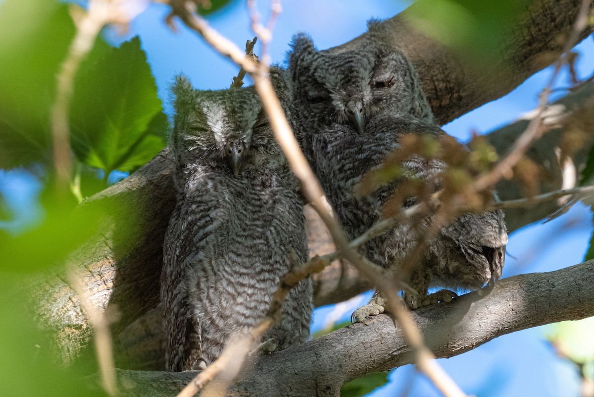 Western Screech-Owl - Mike Thompson