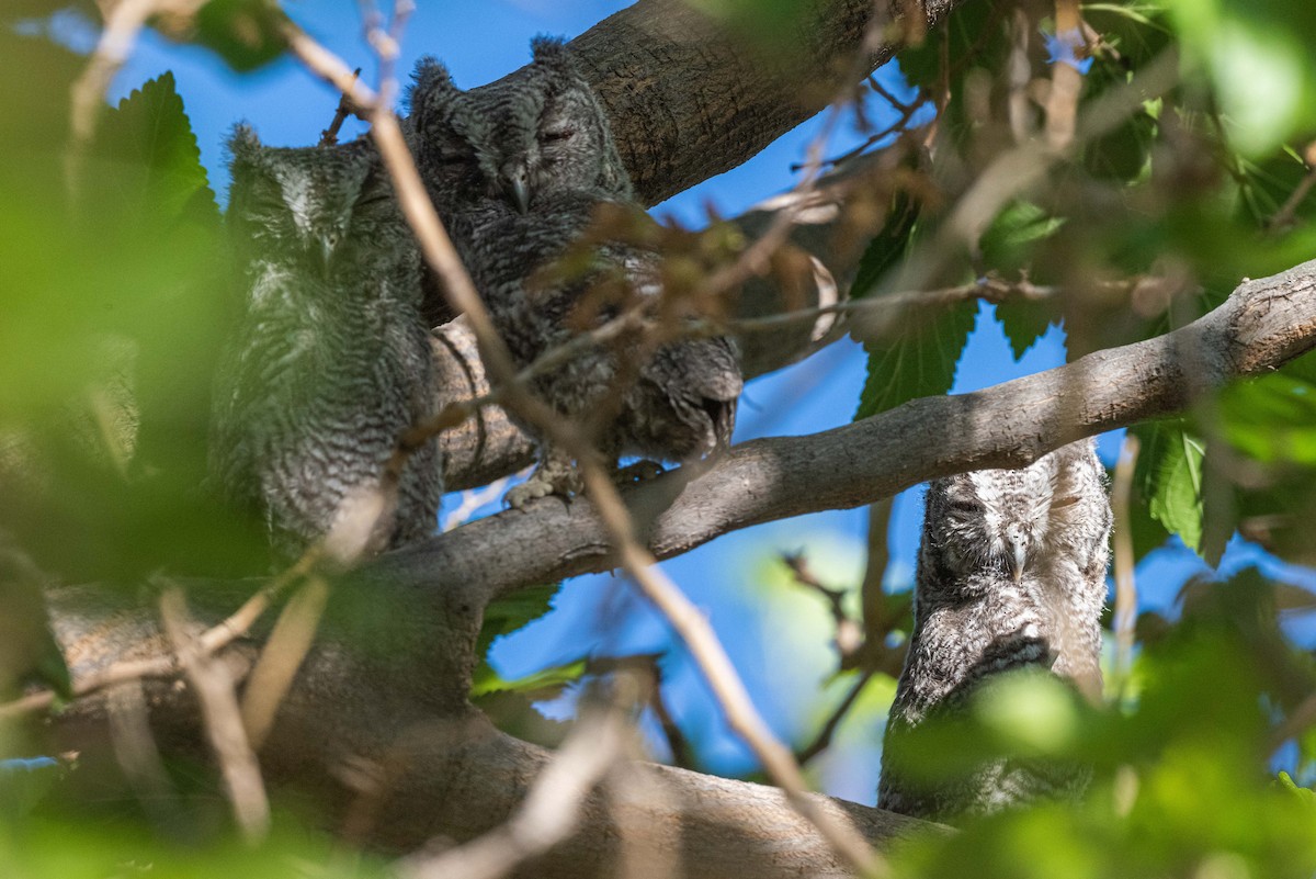 Western Screech-Owl - ML578446761