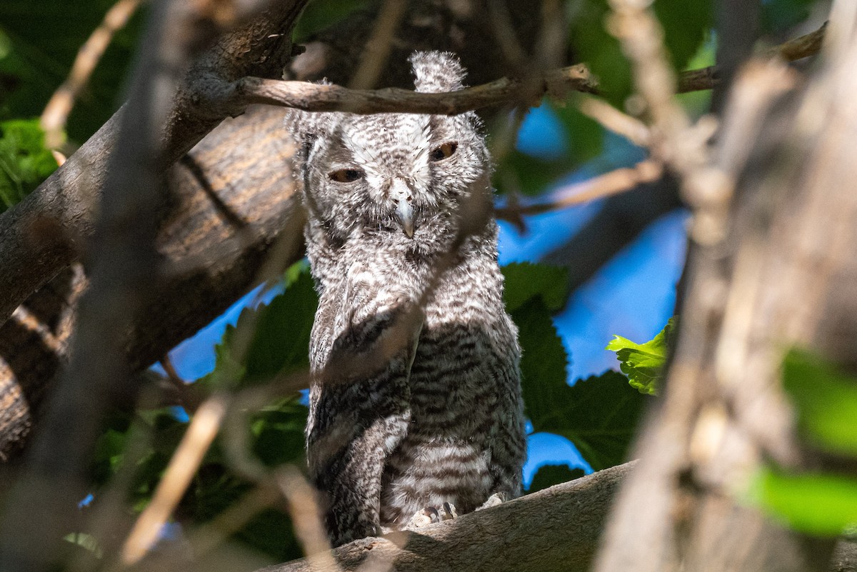 Western Screech-Owl - ML578446841