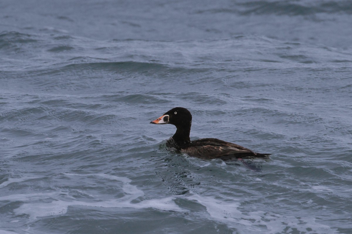 Surf Scoter - ML578447111