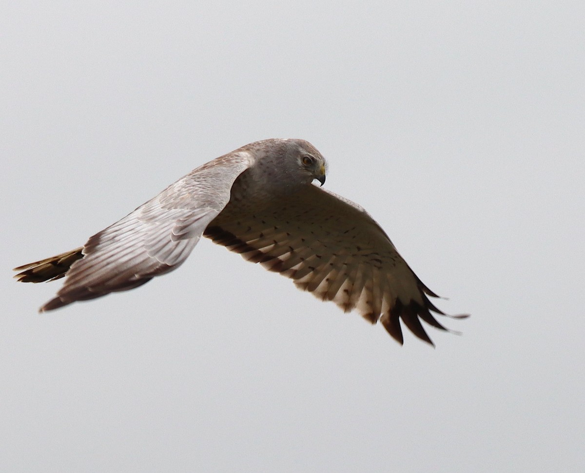 Northern Harrier - ML578447311