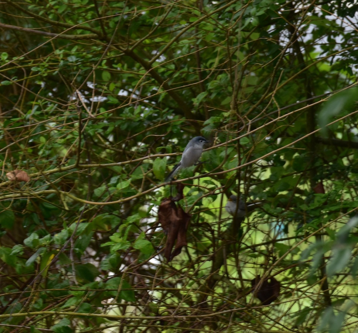 Blue-gray Gnatcatcher - ML578447951