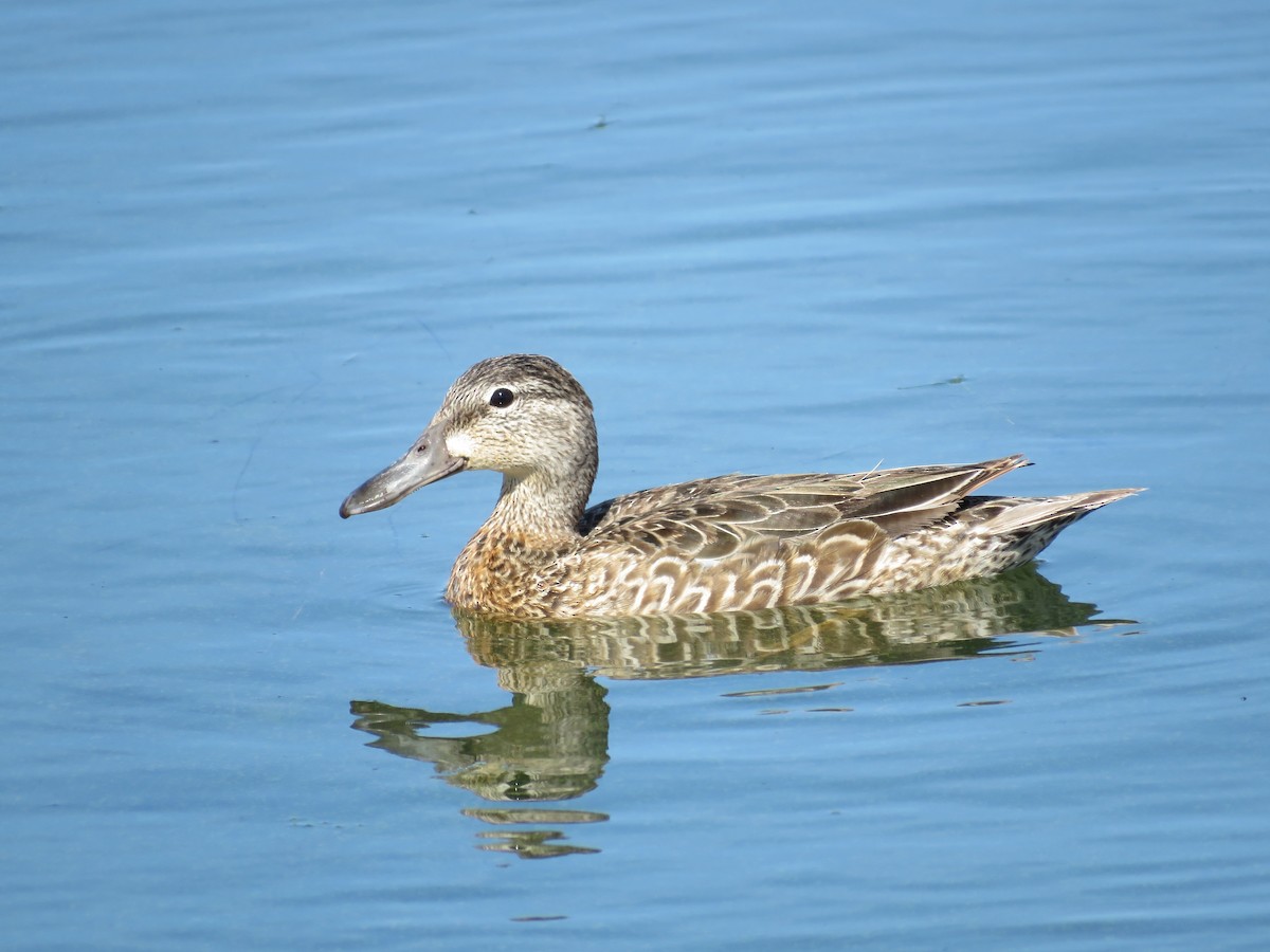 Blue-winged Teal - Hendrik Herlyn